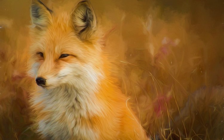 мордочка, взгляд, лиса, лисица, muzzle, look, fox