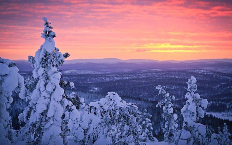 небо, деревья, снег, лес, закат, зима, финляндия, лапландия, the sky, trees, snow, forest, sunset, winter, finland, lapland