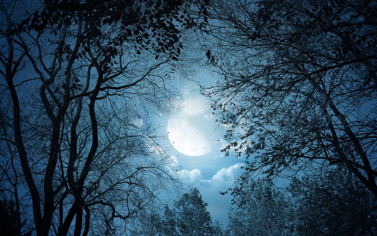 небо, облака, деревья, природа, пейзаж, ветки, луна, полнолуние, the sky, clouds, trees, nature, landscape, branches, the moon, the full moon