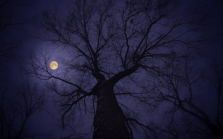 небо, дерево, ветки, луна, the sky, tree, branches, the moon