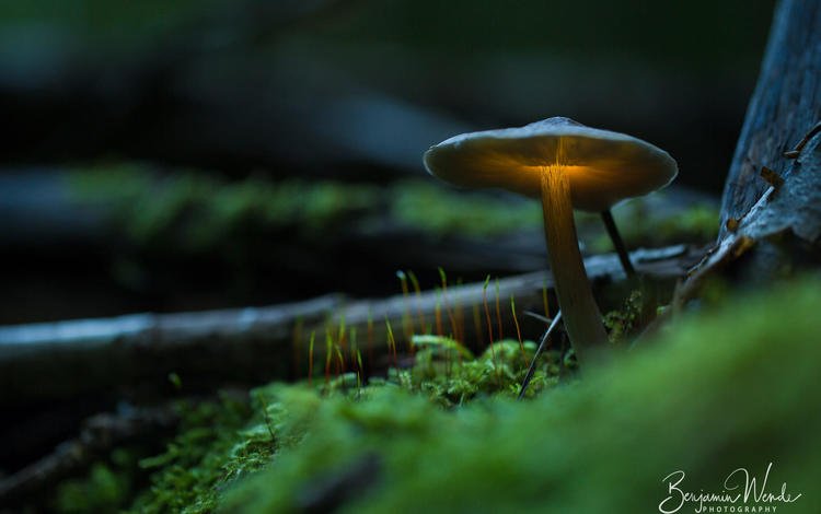 свет, природа, гриб, мох, benjamin wende, light, nature, mushroom, moss