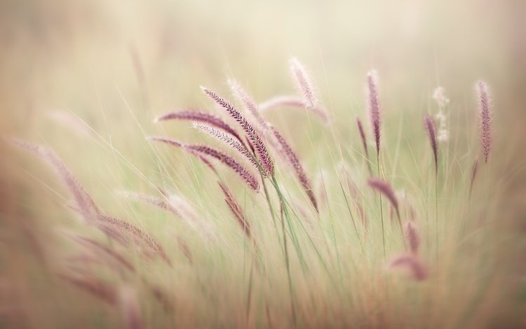 трава, природа, макро, поле, размытость, колоски, grass, nature, macro, field, blur, spikelets