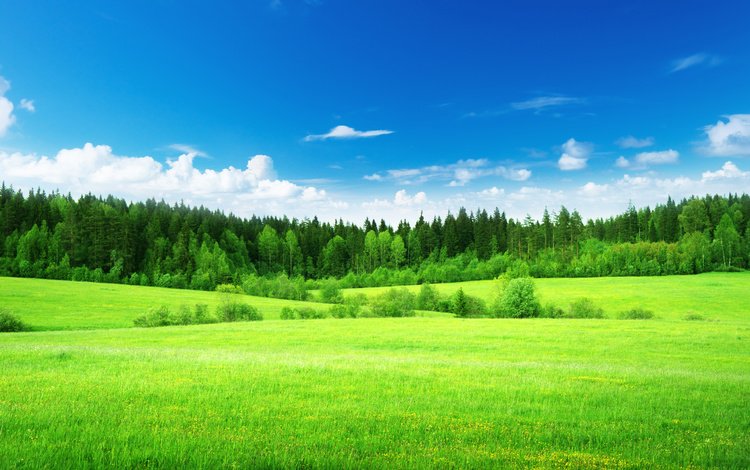 небо, трава, облака, деревья, лес, поле, the sky, grass, clouds, trees, forest, field