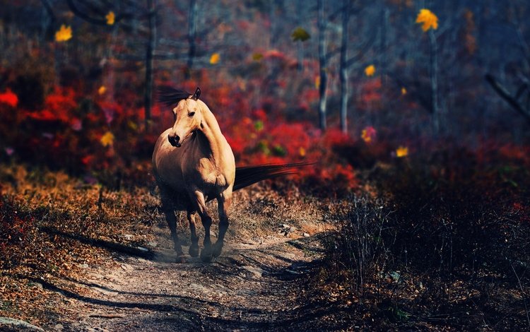лошадь, деревья, природа, осень, конь, horse, trees, nature, autumn