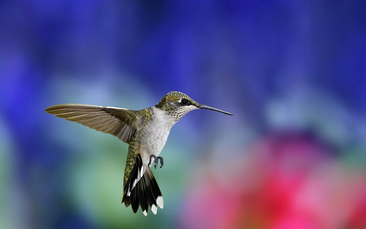 фон, крылья, размытость, птица, клюв, перья, колибри, background, wings, blur, bird, beak, feathers, hummingbird