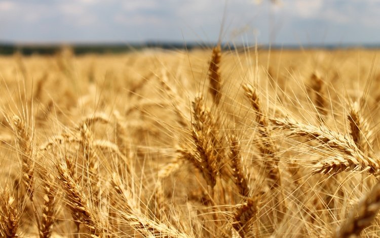 природа, поле, колосья, пшеница, рожь, nature, field, ears, wheat, rye