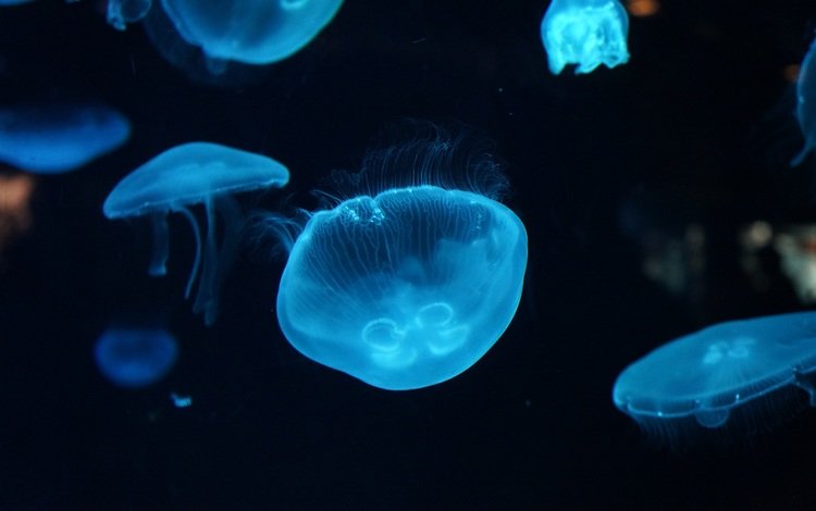 вода, море, крупный план, медузы, подводный мир, water, sea, close-up, jellyfish, underwater world