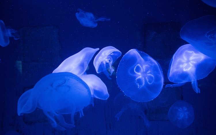 вода, море, медузы, подводный мир, water, sea, jellyfish, underwater world