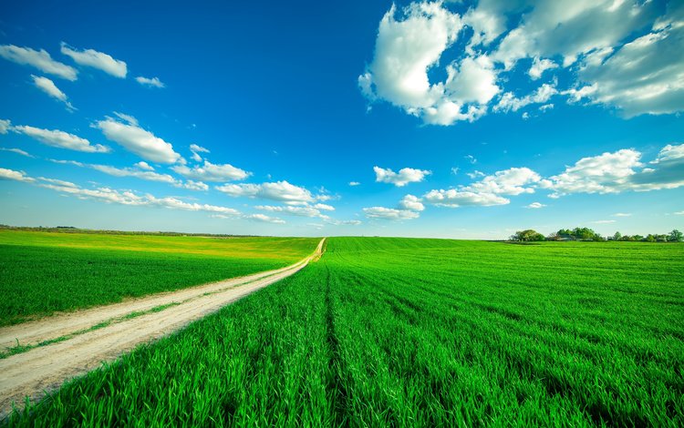 небо, дорога, трава, облака, поле, горизонт, the sky, road, grass, clouds, field, horizon
