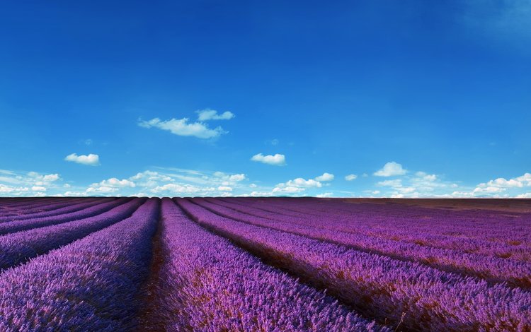 небо, цветы, облака, поля, лаванда, the sky, flowers, clouds, field, lavender