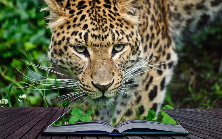 морда, усы, взгляд, леопард, хищник, книга, дикая кошка, face, mustache, look, leopard, predator, book, wild cat