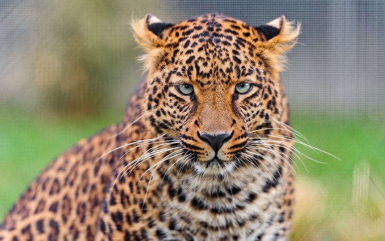 морда, взгляд, леопард, хищник, дикая кошка, face, look, leopard, predator, wild cat