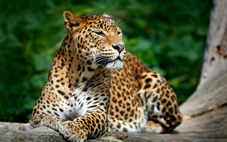 морда, природа, взгляд, леопард, хищник, дикая кошка, face, nature, look, leopard, predator, wild cat