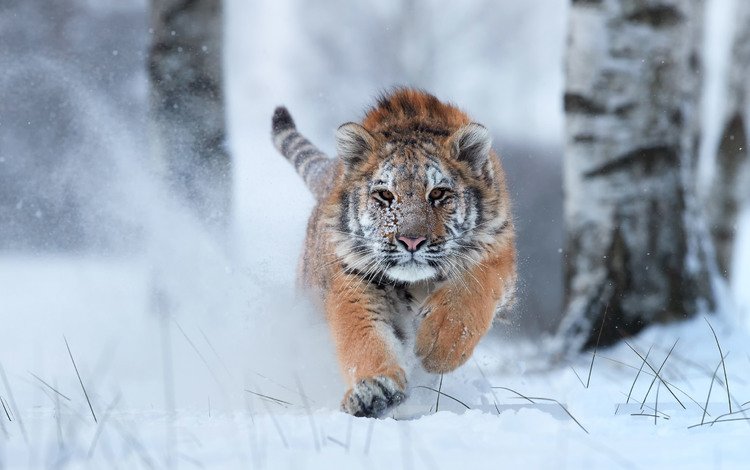 тигр, снег, зима, хищник, большая кошка, tiger, snow, winter, predator, big cat