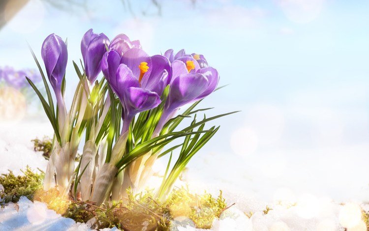 цветы, снег, весна, крокусы, flowers, snow, spring, crocuses