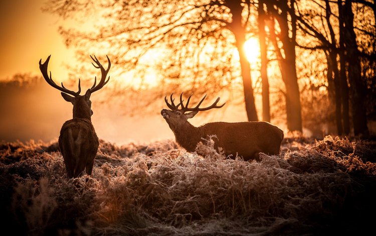 солнце, природа, олень, утро, рога, олени, the sun, nature, deer, morning, horns