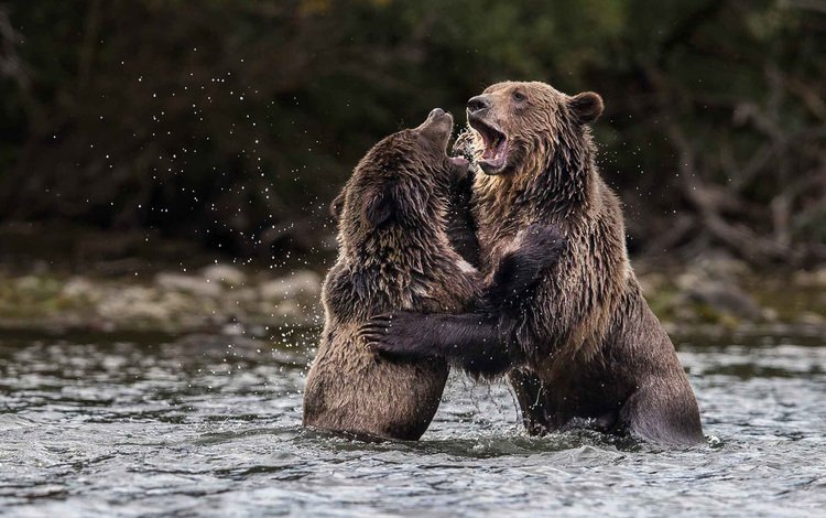 вода, природа, медведи, гризли, water, nature, bears, grizzly