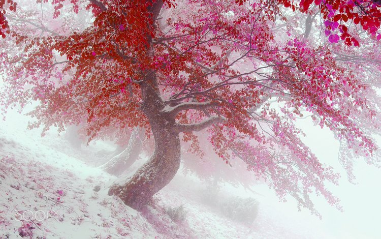 деревья, снег, природа, листья, зима, туман, осень, vitalfoto, trees, snow, nature, leaves, winter, fog, autumn