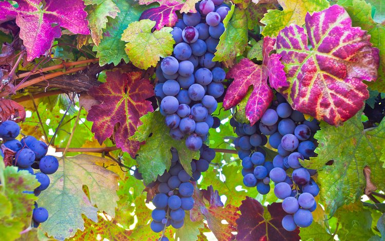 листья, макро, виноград, ягоды, лоза, грозди, leaves, macro, grapes, berries, vine, bunches