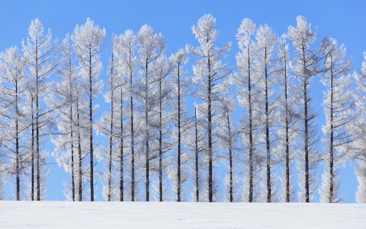 небо, деревья, природа, зима, пейзаж, стволы, norihiko araki, the sky, trees, nature, winter, landscape, trunks