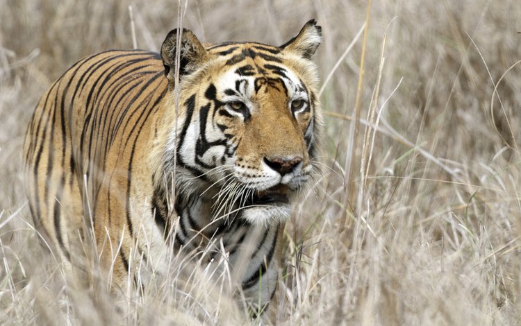 тигр, хищник, большая кошка, tiger, predator, big cat