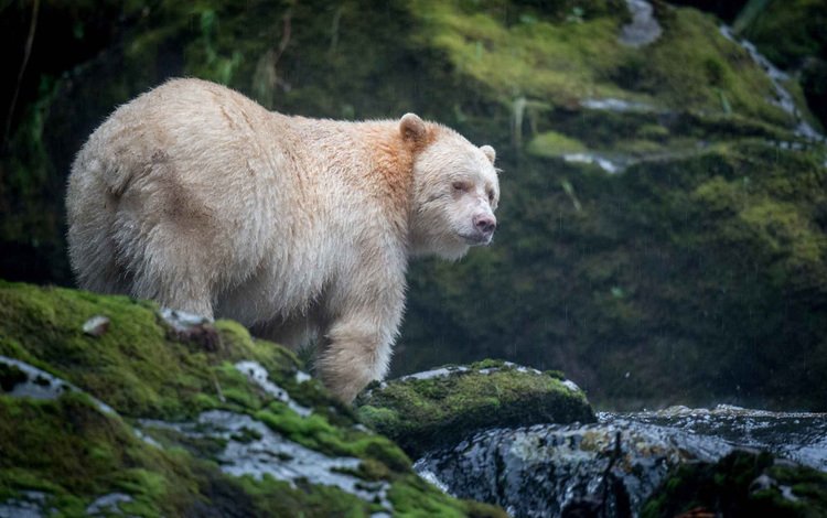 морда, природа, взгляд, медведь, кермодский медведь, face, nature, look, bear, chermozsky bear