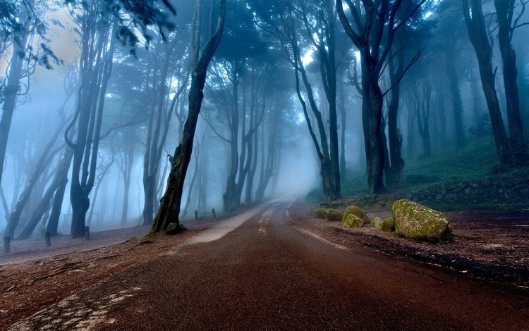 дорога, португалия, деревья, природа, камни, лес, пейзаж, утро, туман, road, portugal, trees, nature, stones, forest, landscape, morning, fog