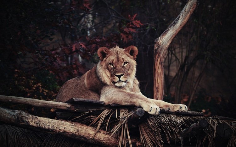 морда, взгляд, лежит, хищник, лев, львица, дикая кошка, face, look, lies, predator, leo, lioness, wild cat