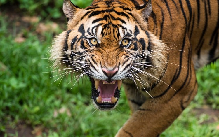 тигр, морда, усы, взгляд, клыки, хищник, зубы, дикая кошка, tiger, face, mustache, look, fangs, predator, teeth, wild cat