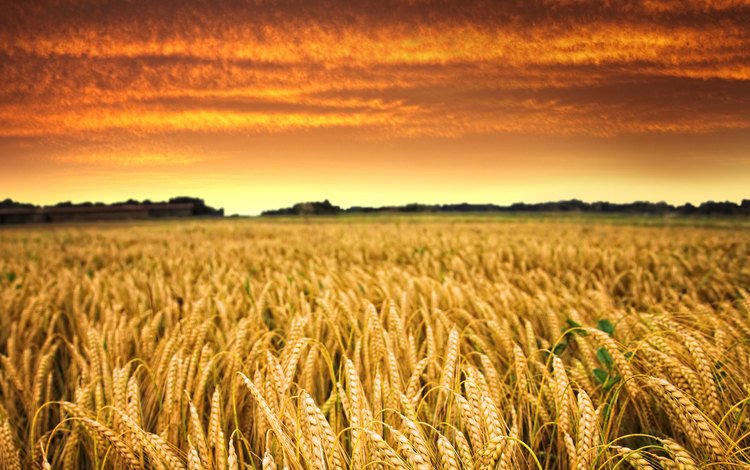 небо, облака, солнце, закат, поле, горизонт, пшеница, урожай, the sky, clouds, the sun, sunset, field, horizon, wheat, harvest
