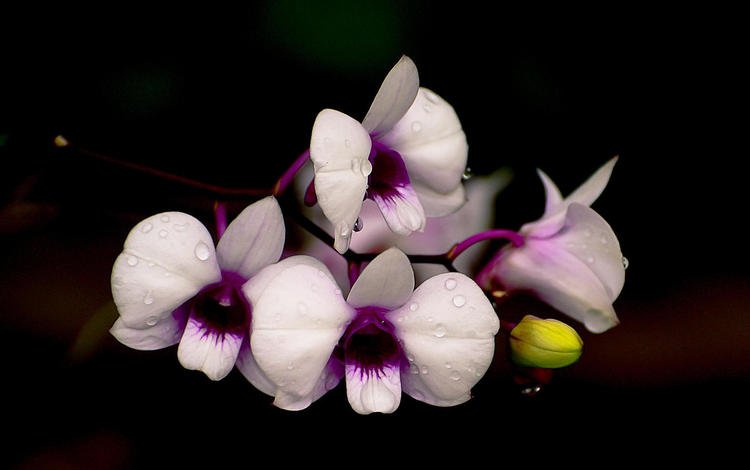 цветы, капли, лепестки, черный фон, орхидеи, орхидею, pisoot wangsutthapiti, flowers, drops, petals, black background, orchids, orchid