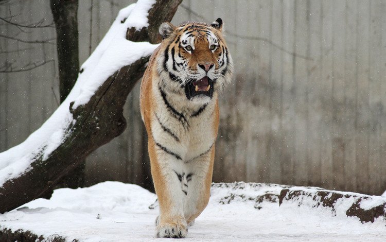 тигр, морда, снег, взгляд, хищник, дикая кошка, tiger, face, snow, look, predator, wild cat