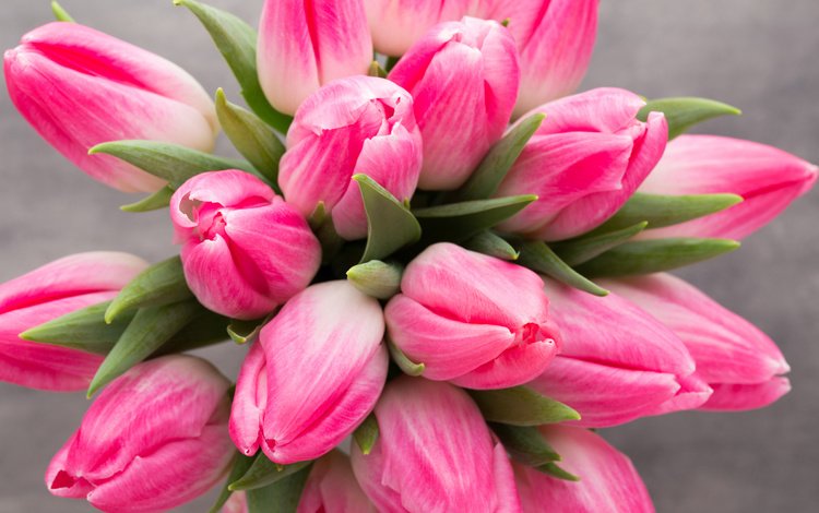 цветы, бутоны, весна, букет, тюльпаны, розовые, flowers, buds, spring, bouquet, tulips, pink