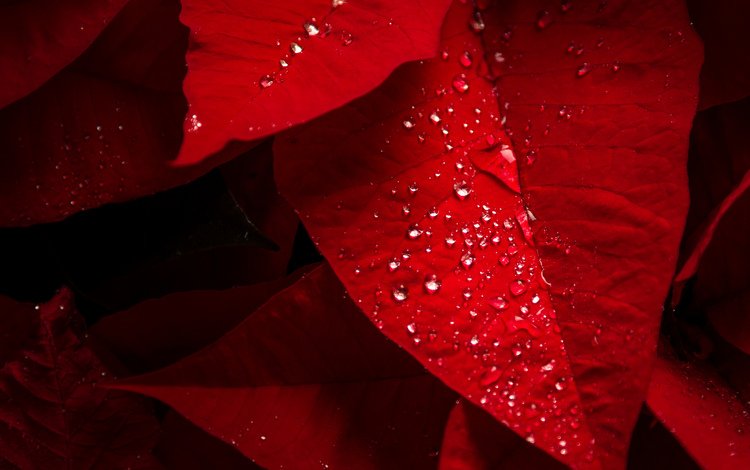 листья, капли, капельки, красные листья, дождь, растение, пуансеттия, leaves, drops, droplets, red leaves, rain, plant, poinsettia