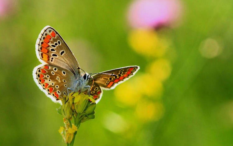 цветы, насекомое, бабочка, крылья, размытость, necdet yasar, flowers, insect, butterfly, wings, blur