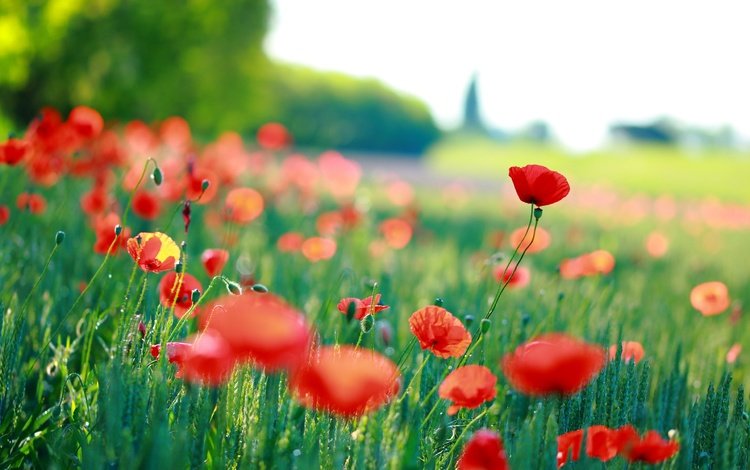 цветы, трава, красные, маки, размытость, flowers, grass, red, maki, blur