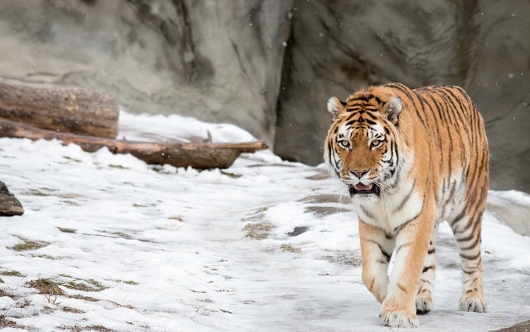 тигр, морда, снег, взгляд, хищник, дикая кошка, амурский, tiger, face, snow, look, predator, wild cat, amur