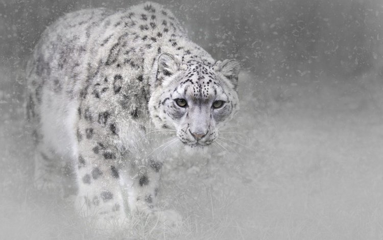морда, дикая кошка, снег, снегопад, зима, туман, взгляд, чёрно-белое, хищник, снежный барс, face, wild cat, snow, snowfall, winter, fog, look, black and white, predator, snow leopard