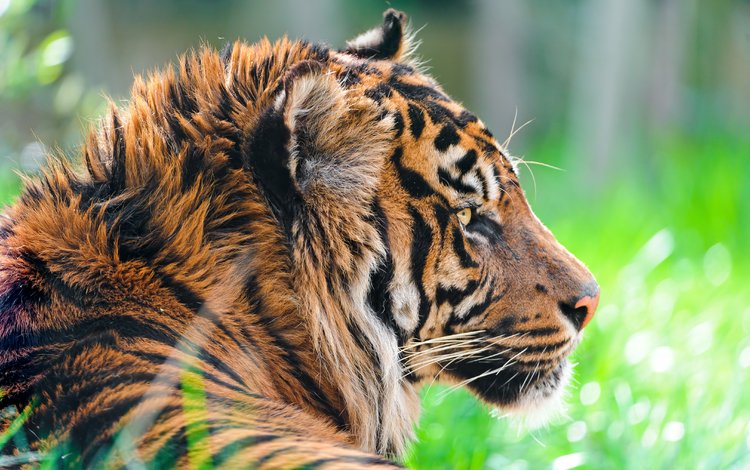 тигр, морда, взгляд, хищник, профиль, дикая кошка, суматранский, tiger, face, look, predator, profile, wild cat, sumatran