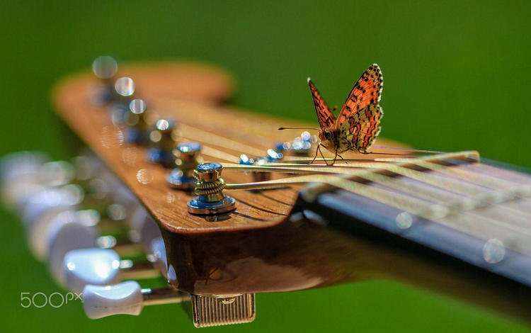 насекомое, гитара, музыка, бабочка, крылья, музыкальный инструмент, karina fleur, insect, guitar, music, butterfly, wings, musical instrument