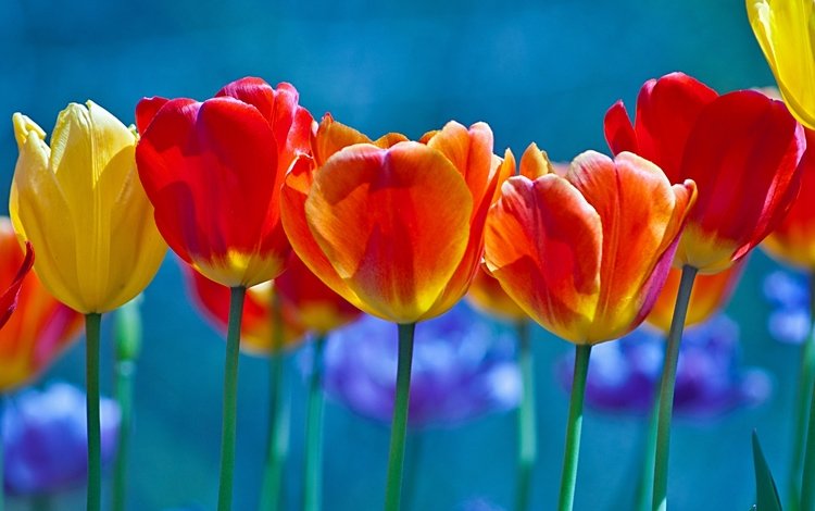 цветы, бутоны, лепестки, весна, тюльпаны, стебли, flowers, buds, petals, spring, tulips, stems