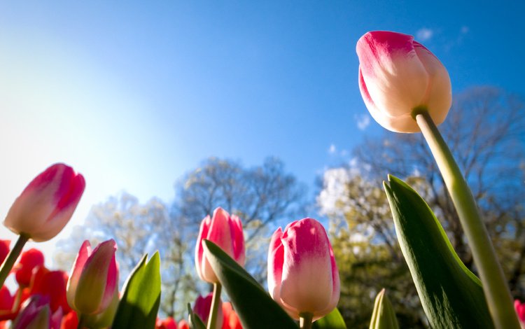 небо, цветы, бутоны, листья, лепестки, весна, тюльпаны, стебли, the sky, flowers, buds, leaves, petals, spring, tulips, stems