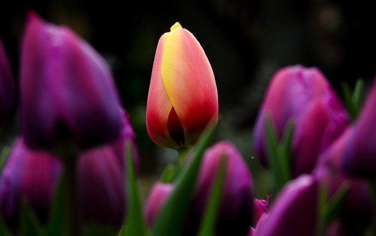 цветы, бутоны, листья, лепестки, весна, тюльпаны, flowers, buds, leaves, petals, spring, tulips