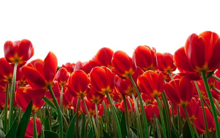 цветы, бутоны, листья, лепестки, весна, тюльпаны, стебли, flowers, buds, leaves, petals, spring, tulips, stems
