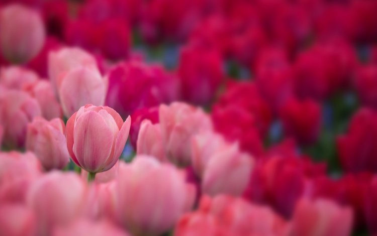 цветы, бутоны, лепестки, размытость, весна, тюльпаны, flowers, buds, petals, blur, spring, tulips