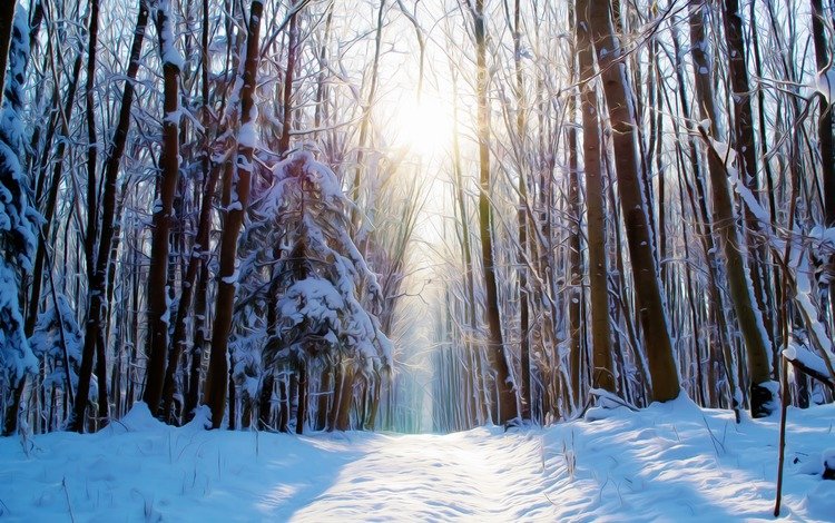 дорога, деревья, снег, лес, зима, солнечный свет, road, trees, snow, forest, winter, sunlight