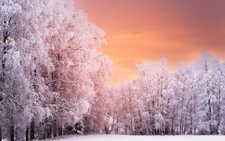 деревья, лес, закат, зима, ветки, иней, норвегия, рена, trees, forest, sunset, winter, branches, frost, norway, ren