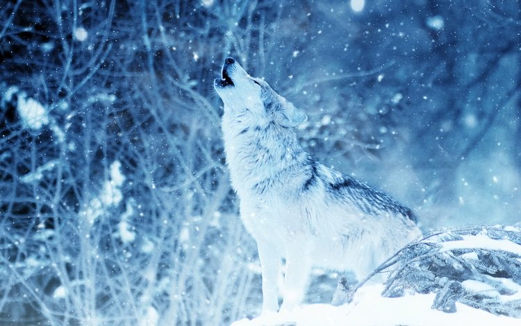 снег, природа, лес, зима, волк, вой, снегопад, snow, nature, forest, winter, wolf, howl, snowfall