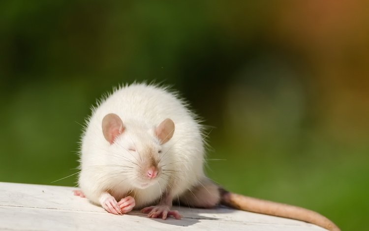 природа, фон, мышь, животное, мышка, крыса, nature, background, mouse, animal, rat