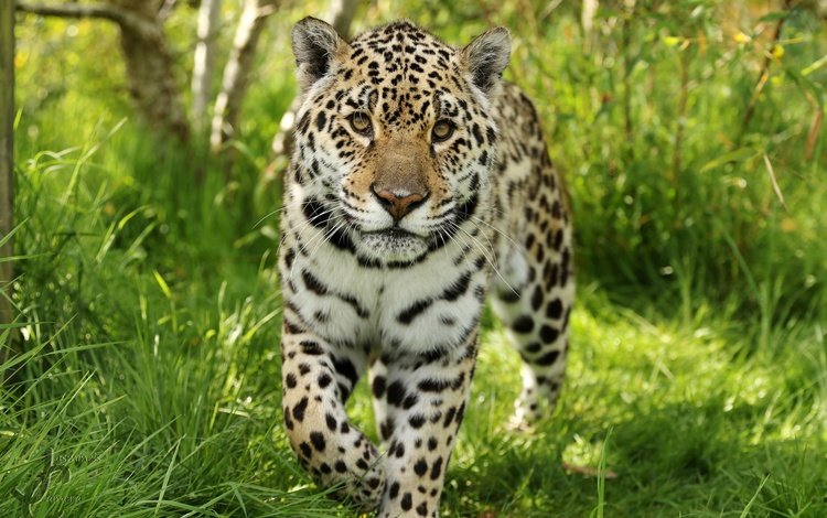 морда, трава, взгляд, хищник, ягуар, дикая кошка, face, grass, look, predator, jaguar, wild cat